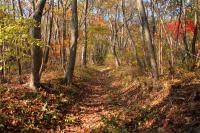 紅葉に染まる木々と落ち葉で覆われた遊歩道の写真