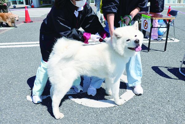 愛犬と地域の安全を守る