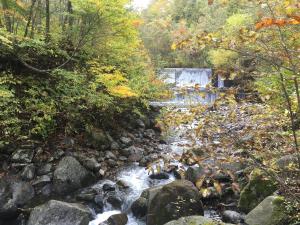 黄色く紅葉した木々の間を細い川が走り、川の水が岩々の間を流れていく写真