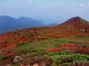 赤みがかった木々が遠景の山まで続いている写真