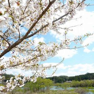 緑豊かな湖畔と青空を背景に咲く、桜の花の木の写真