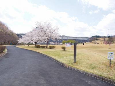 晴れ空の下、左手にコンクリートの道、右手に枯れた芝生が広がり看板や石の杭が立ててあり、奥には満開の桜の木がある写真