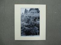 大きな木の枝全体に白い雪が積もっている写真
