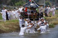 複数の白い服を着た男性が神輿を担いで川に入っていく写真