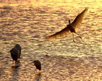 金色に輝く水辺に立つ三羽の水鳥と、空を飛ぶ羽を広げた水鳥の写真