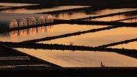 夕日を浴びて金色に染まる水田と左奥に五つのビニールハウスが写る写真