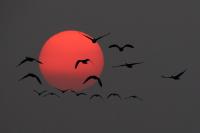 赤く丸い朝日の手前に黒い鳥が複数羽飛んでいる写真