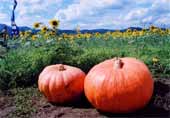 ひまわり畑の前に大きなオレンジ色のかぼちゃが二つ置かれている写真