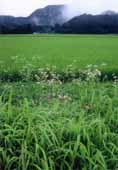 水滴のついた緑の草や白やピンクの花が生い茂る奥に広がる田んぼの写真
