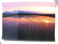 田んぼの水に山や夕日が写る風景の写真
