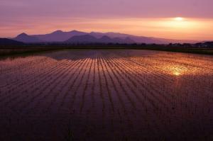 田んぼの水に山や夕日が写る風景の写真