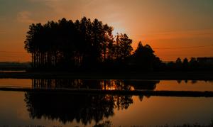 夕日を奥に黒い林が水面に映っている上下で対称的な風景の写真