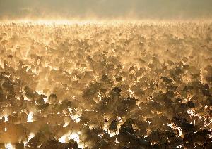 蓮の葉のなか蒸気霧が立つ朝の沼の写真
