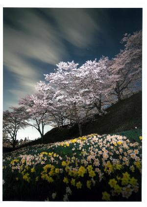 空のもと、桜と水仙が満開に咲いている写真