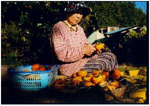 1人の女性が干し柿を作るために皮をむいている写真