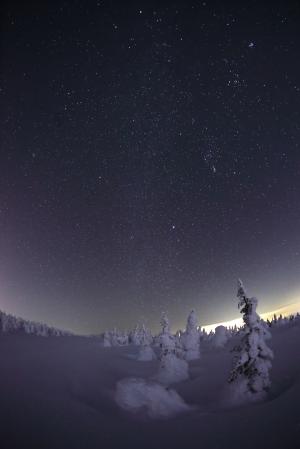 雪の積もった木々と満天の星空の写真