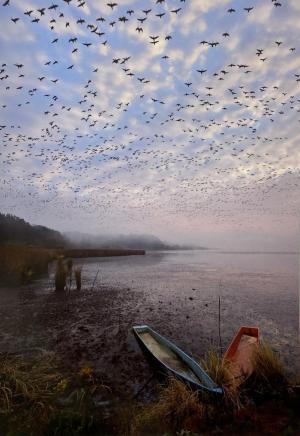 雲のかかる青空を飛ぶ鳥の大群と水辺に停められた二隻のボートの写真