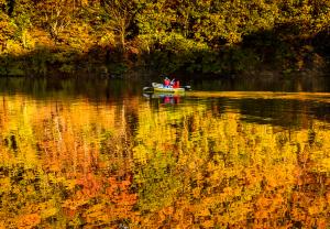 黄色に染まった木々を映す水面を進む一隻のボートの写真
