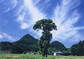 弾けたような雲がある青空を背景に緑の葉が茂った高さのある木の写真