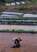 水田に作業着を着た人が緑の苗を植えている様子の写真