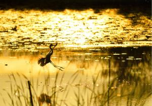金色に輝く水面の上で羽を広げ足を前に出して飛ぶ鳥の写真