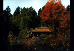 緑や赤の木々に囲まれた古い和風の建物の写真