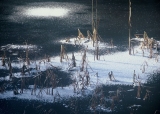凍った湖から生えているたくさんの枯草の周りに白い雪が積もっている写真