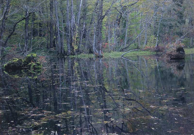 緑の葉が茂った木々が水面に反射して映っている様子の写真