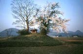 田んぼの中の小さな山の上の祠の横の木に桜が咲いている写真