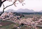 遠くに山が見える田園風景の、手前に桜の木の枝を写した写真