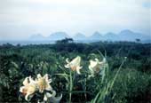遠くの山々を背景に、草原と手前に白い花を写した写真