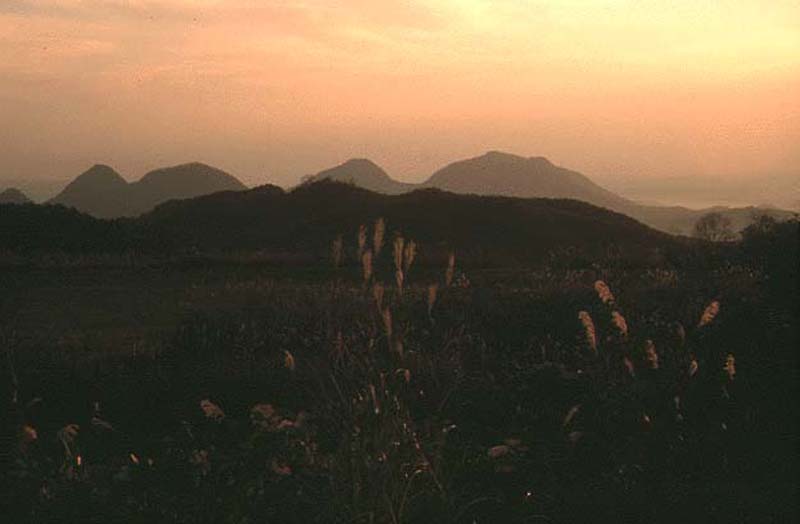 オレンジ色の空と山々を背景に草花が咲いている写真