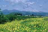 雪の残る山々を背景に黄色の花が一面に咲いている野原を撮影した写真