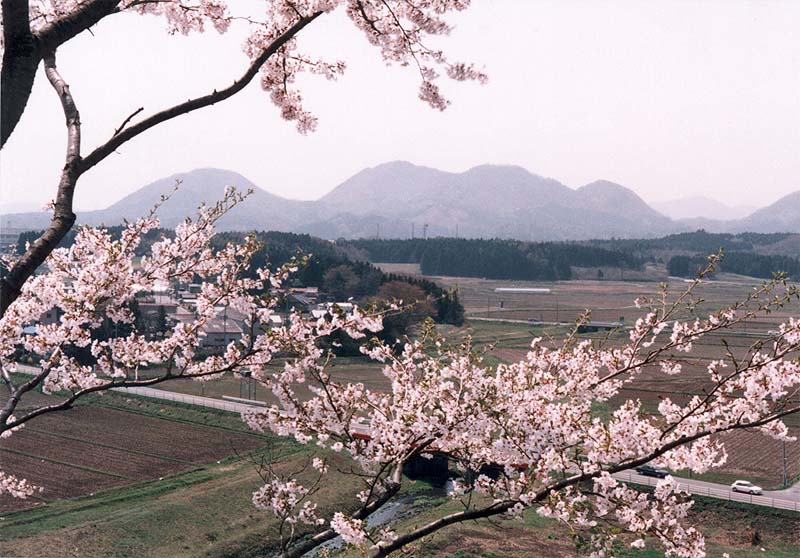 遠くに山が見える田園風景の、手前に桜の木の枝を写した写真