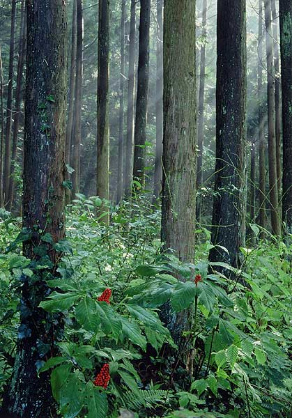 生い茂る木々と木漏れ日、低い木になる連なった小さな赤い実の写真