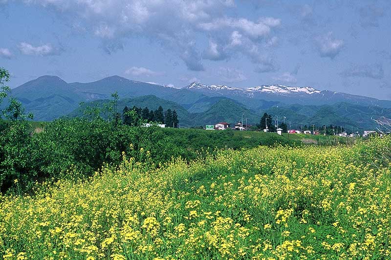 雪の残る山々を背景に黄色の花が一面に咲いている野原を撮影した写真