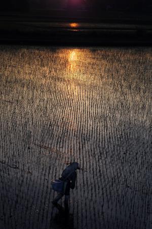 農作業をしている人がいる薄暗い水田にオレンジ色の光が反射している様子の写真