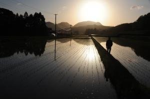 夕暮れの中水田と水田の間の道を歩いている人の写真