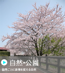 「四季ごとに表情を変える自然」満開の桜の木の写真（「自然・公園」のページへリンク）