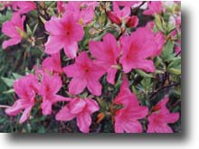 鮮やかなピンク色のつつじの花が沢山生い茂っている写真