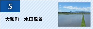 5 大和町 水田風景 青空の下に広がる水田の写真