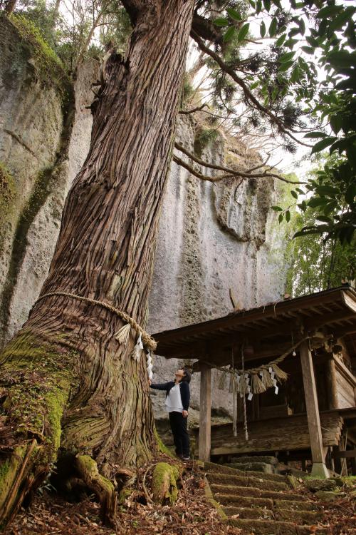 本殿とご神木、巨岩があり、その真ん中に人が立っていて大きさを比べると、いかに木と岩が大きいかわかる写真