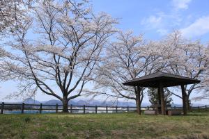 満開の桜が咲いている八谷館跡の写真