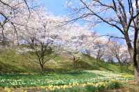 青空の元、満開の桜並木と花畑の写真